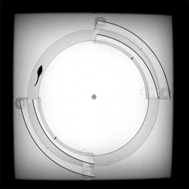 IR Elevated Zero Maze, ANY-Maze 7 (Video tracking) screen-shot animal outside walls